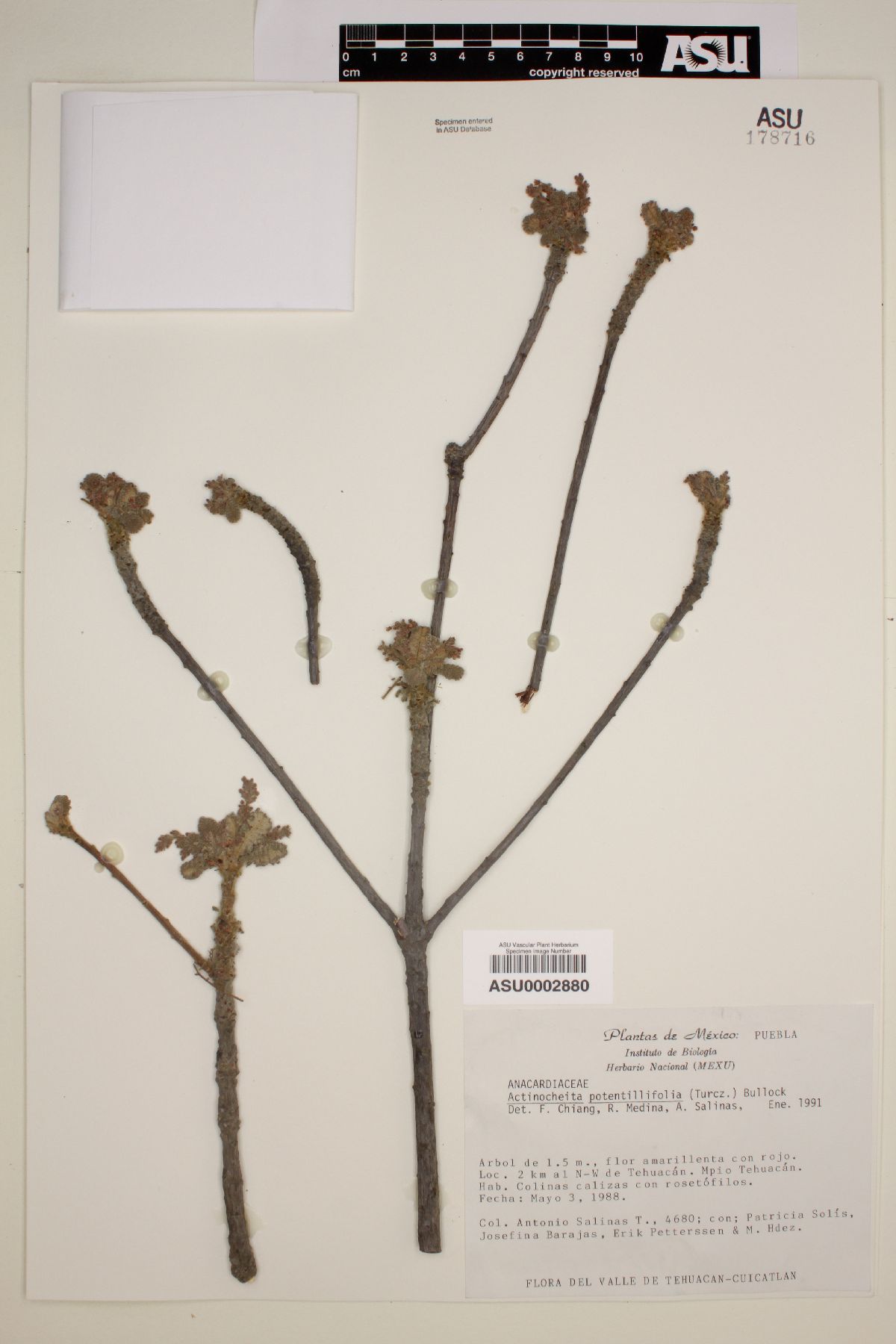 Actinocheita potentillifolia image