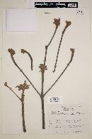 Actinocheita potentillifolia image