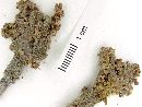 Actinocheita potentillifolia image