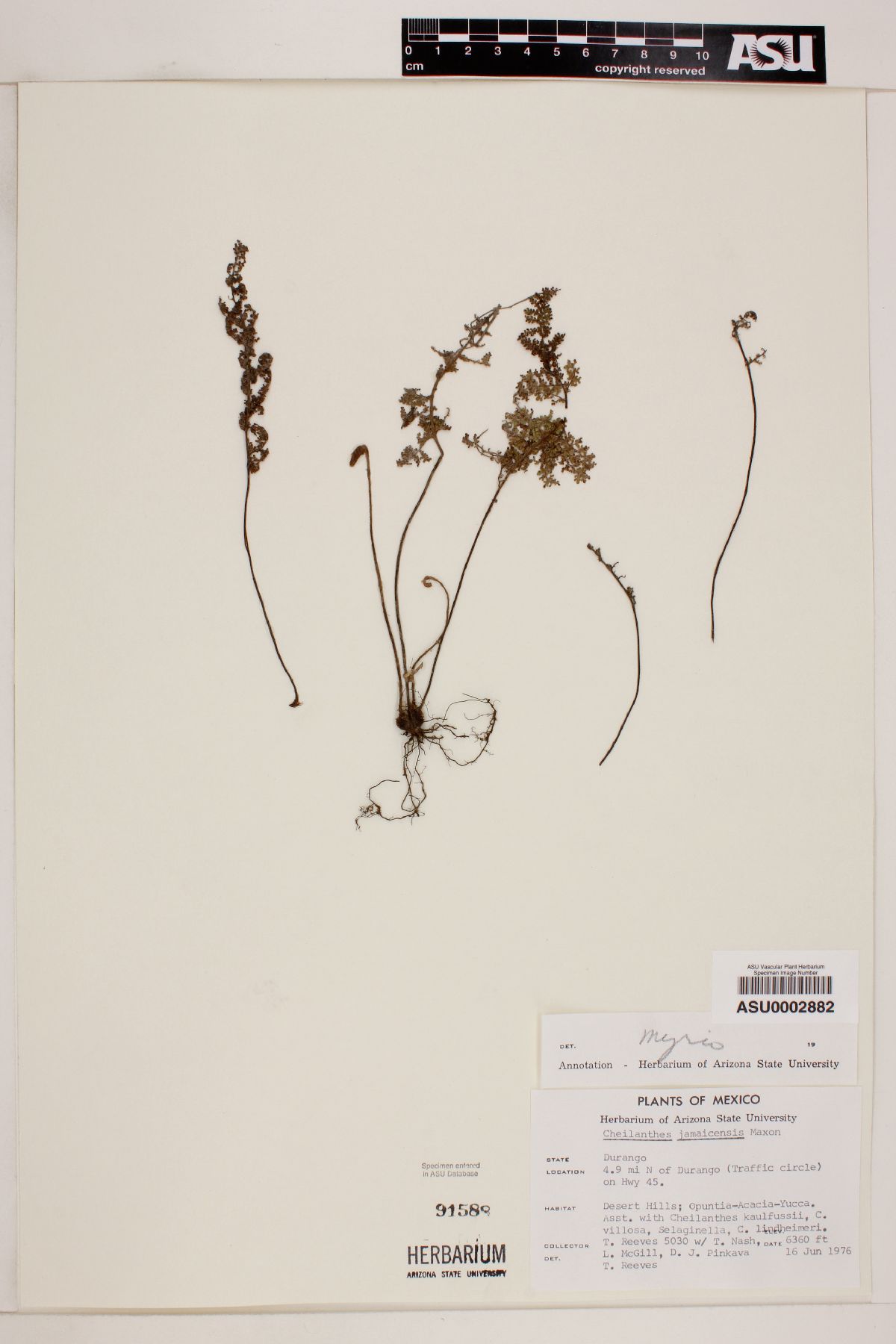 Myriopteris myriophylla image