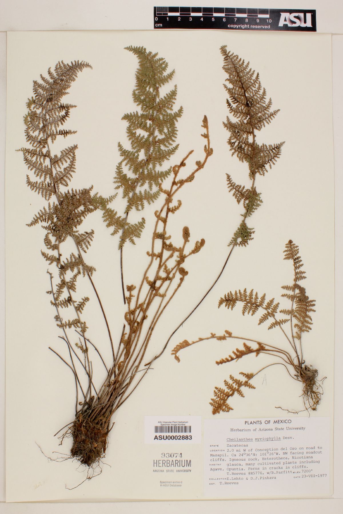 Myriopteris myriophylla image