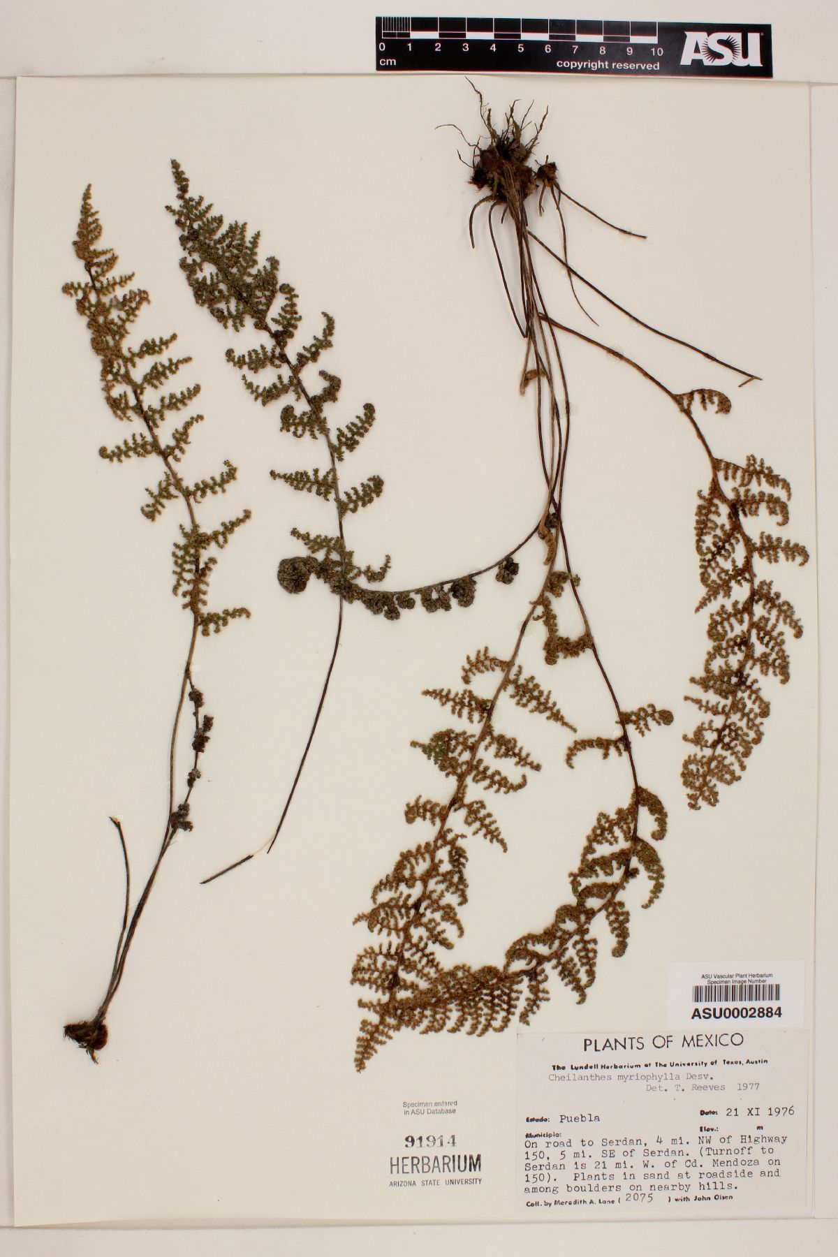 Myriopteris myriophylla image