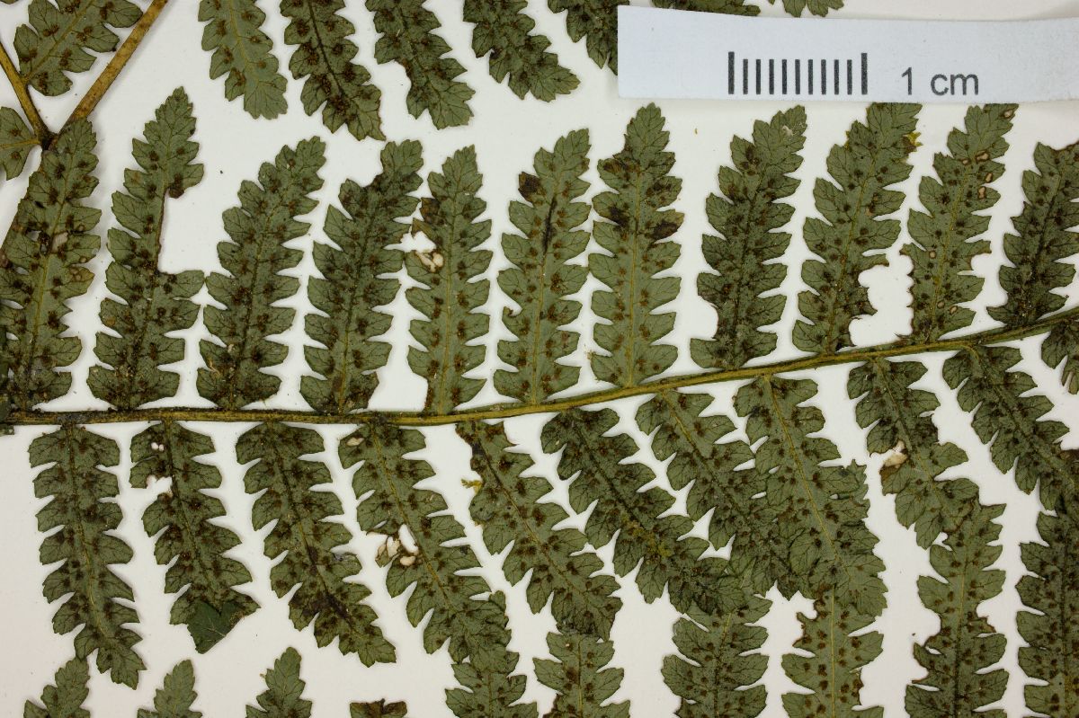 Cyathea acutidens image