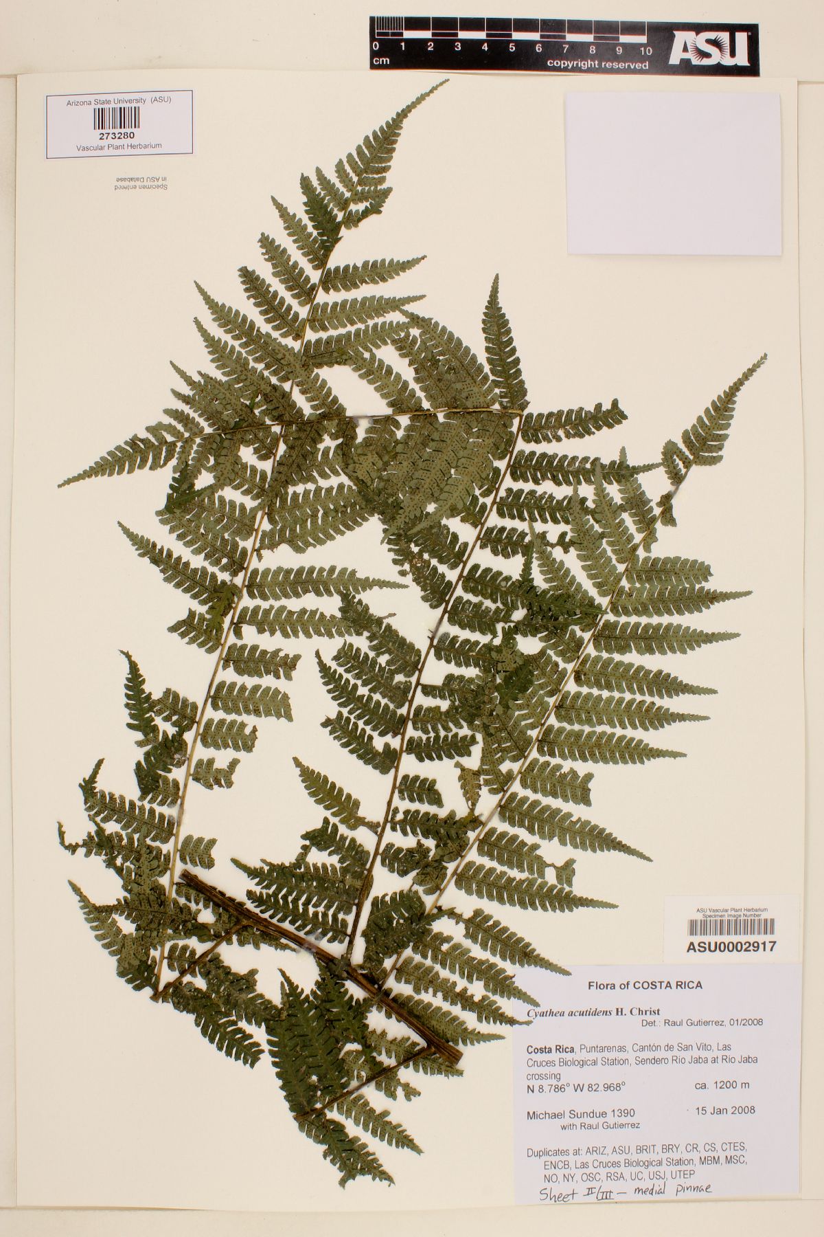 Cyathea acutidens image