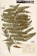 Cyathea divergens image