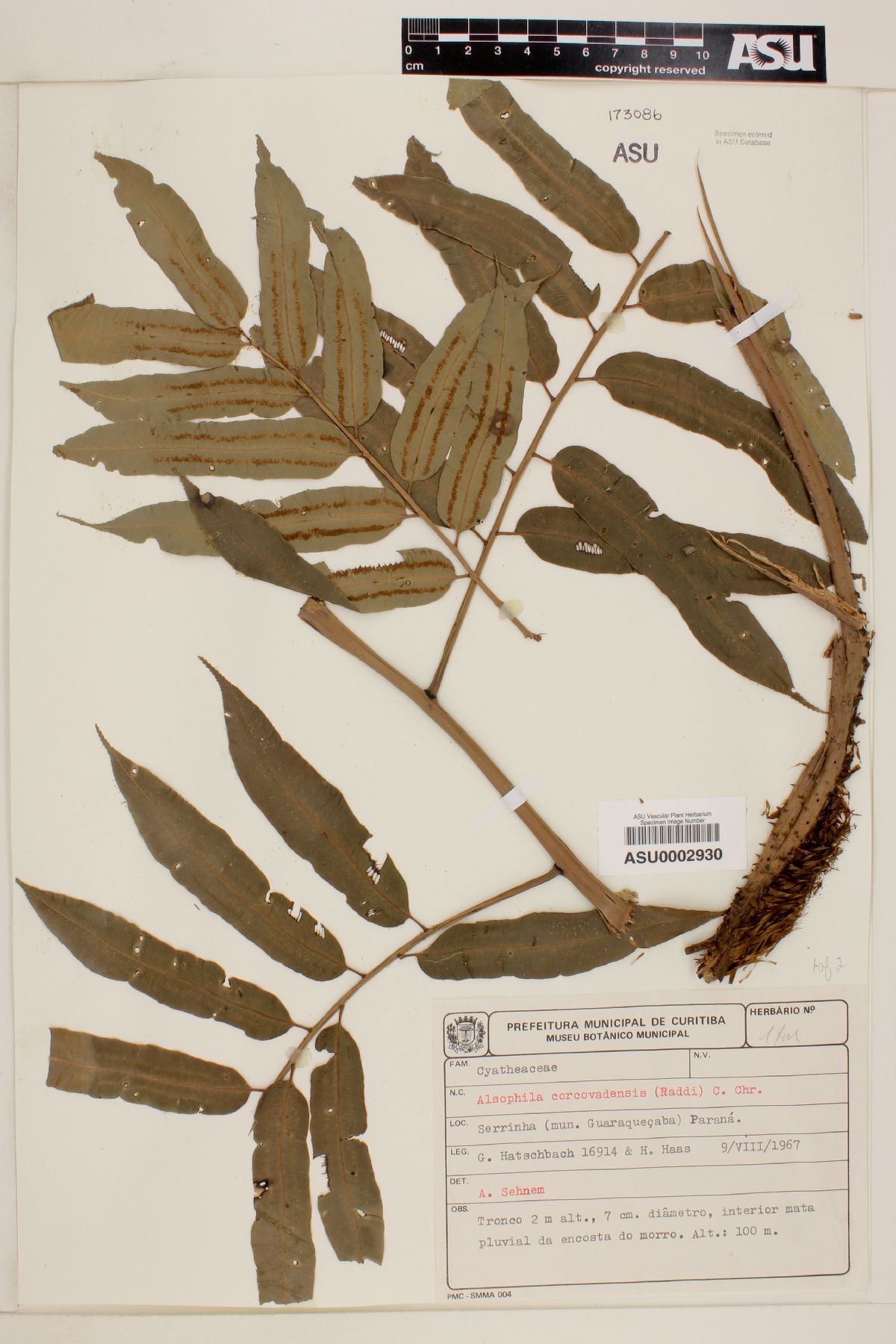 Alsophila corcovadensis image