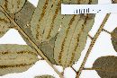 Alsophila corcovadensis image