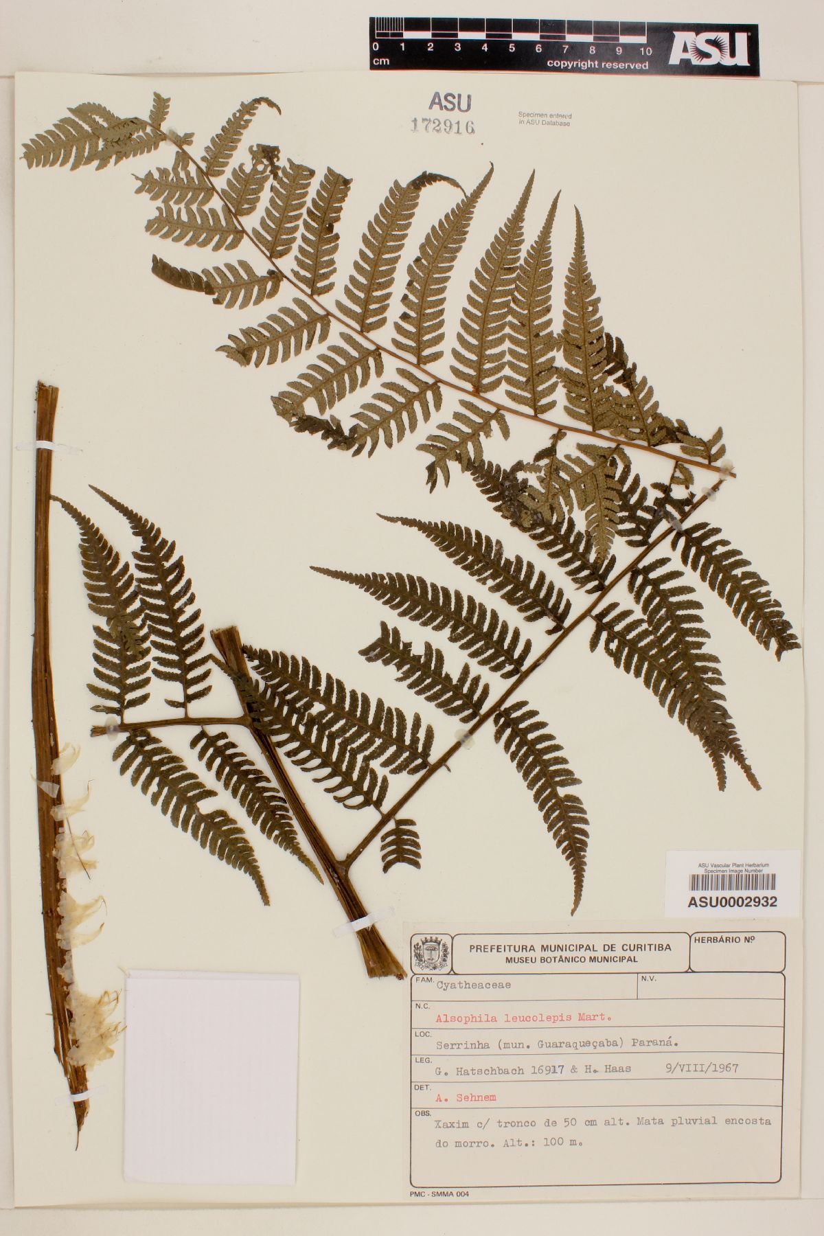 Cyathea axillaris image