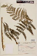 Cyathea axillaris image