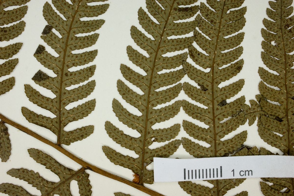 Cyathea axillaris image