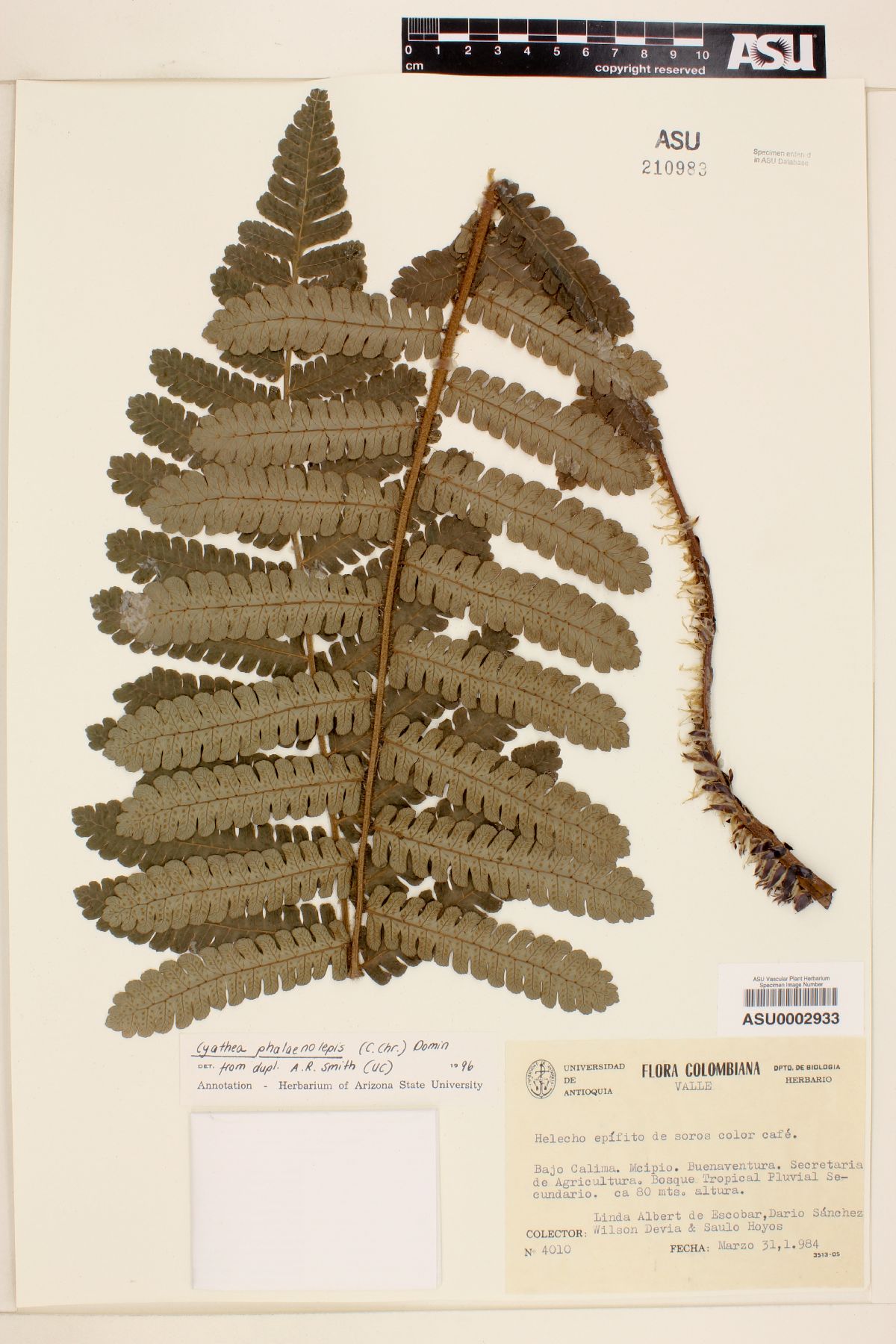 Cyathea phalaenolepis image