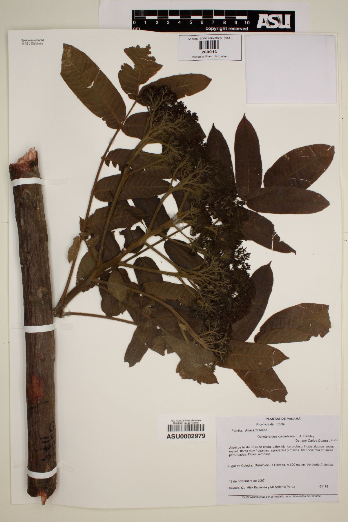 Ochoterenaea colombiana image