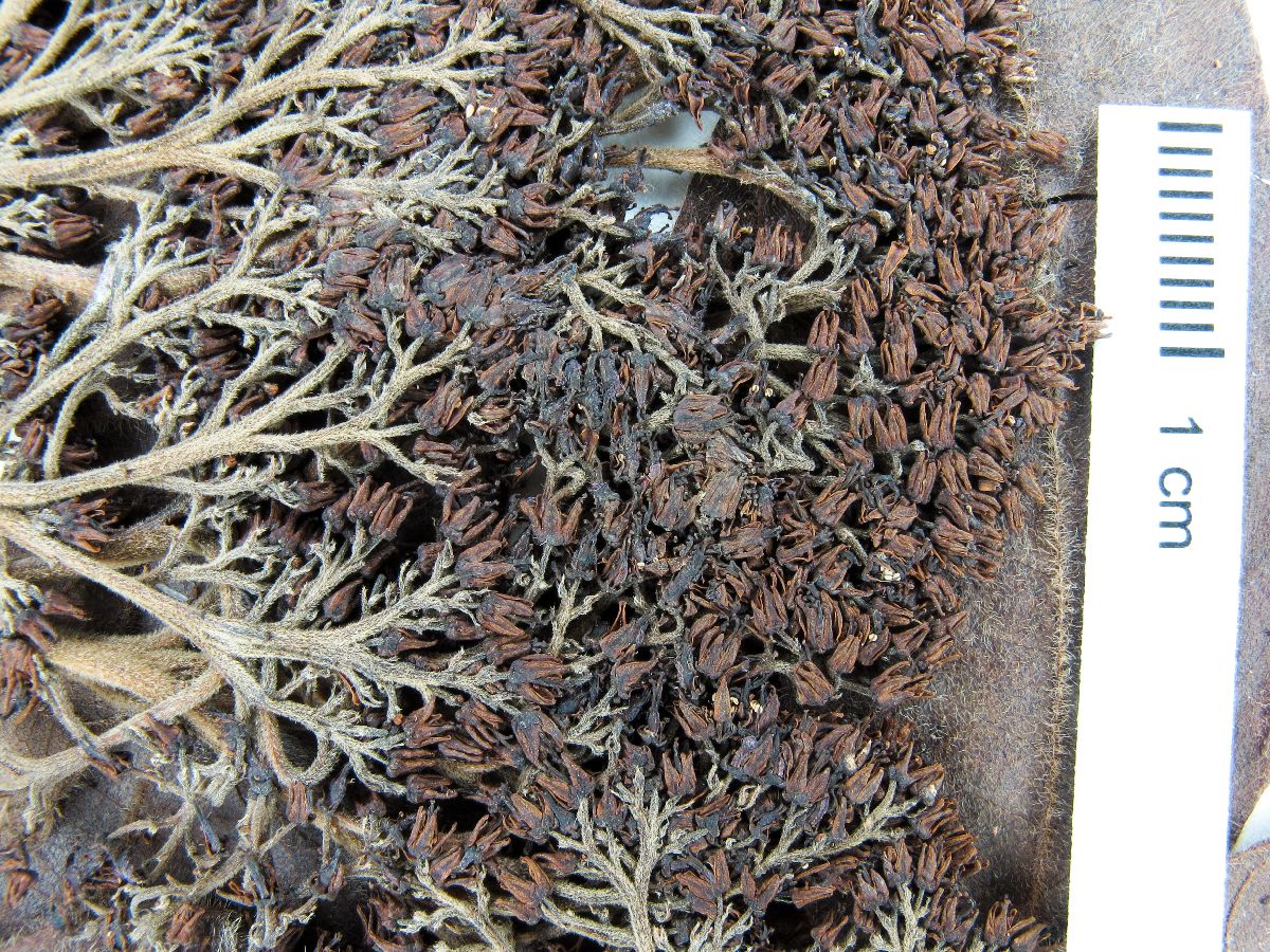 Ochoterenaea image