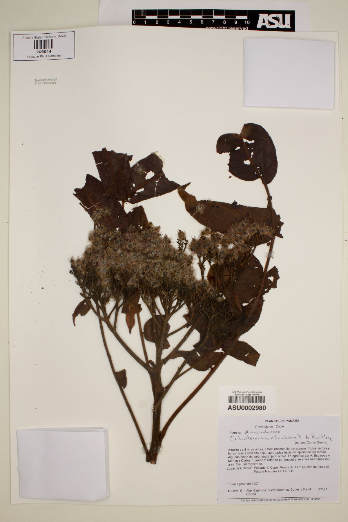 Ochoterenaea colombiana image