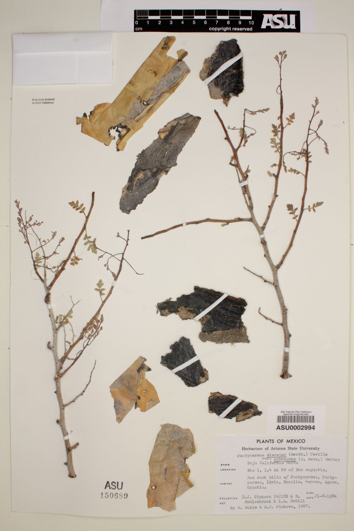 Pachycormus discolor var. pubescens image