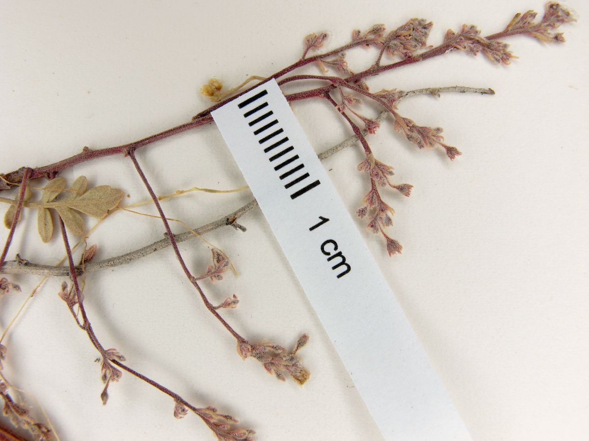 Pachycormus discolor var. pubescens image