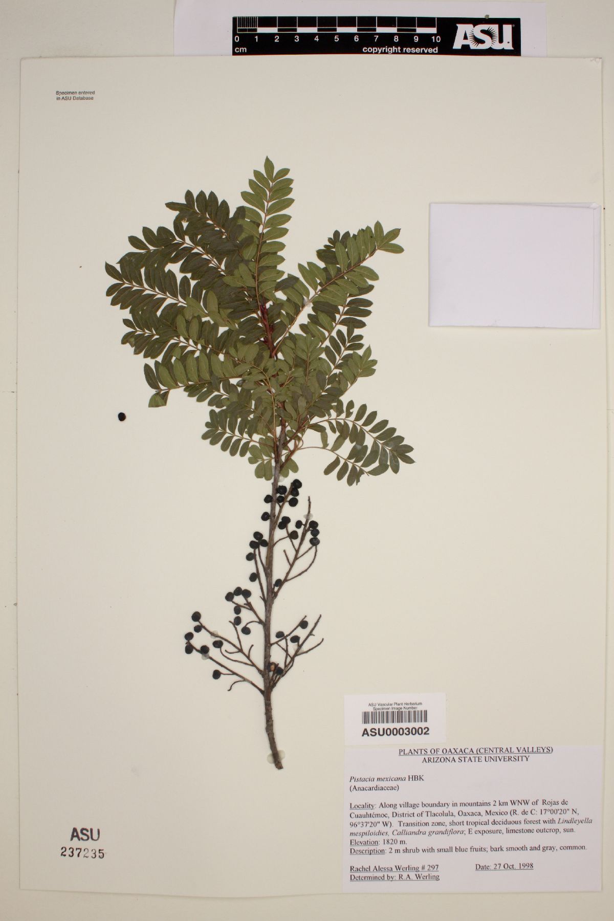 Pistacia mexicana image