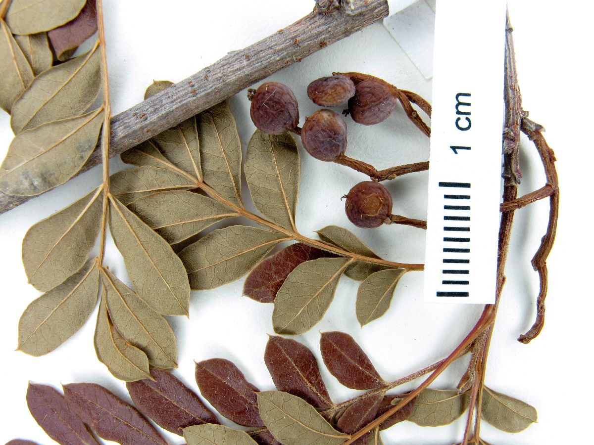 Pistacia mexicana image