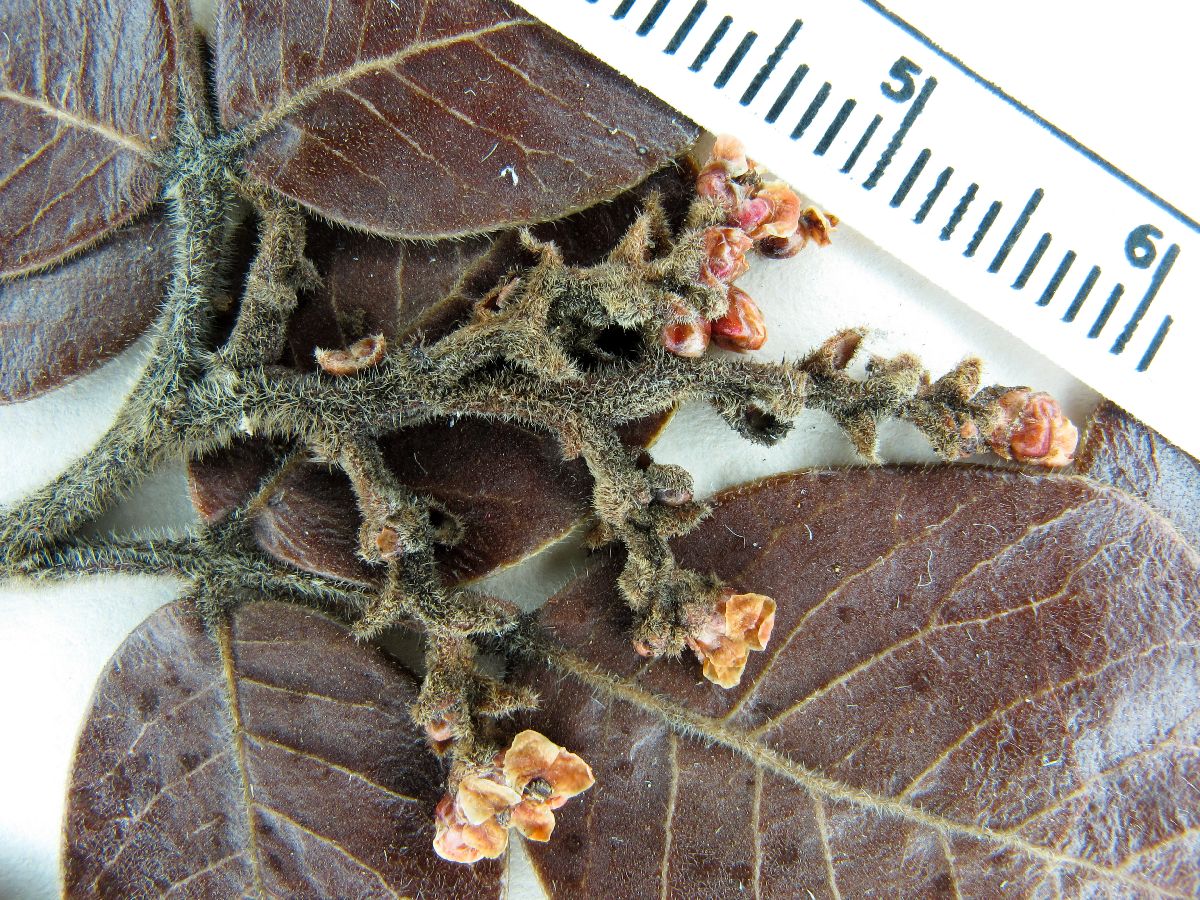 Rhus chondroloma subsp. huajuapanensis image