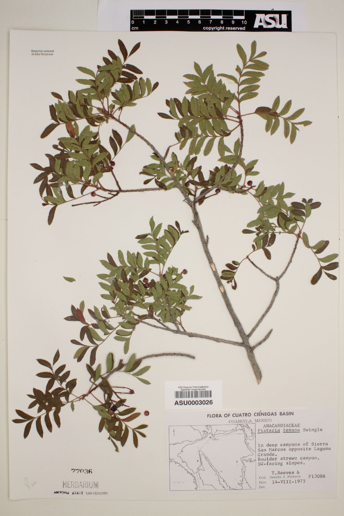 Pistacia texana image