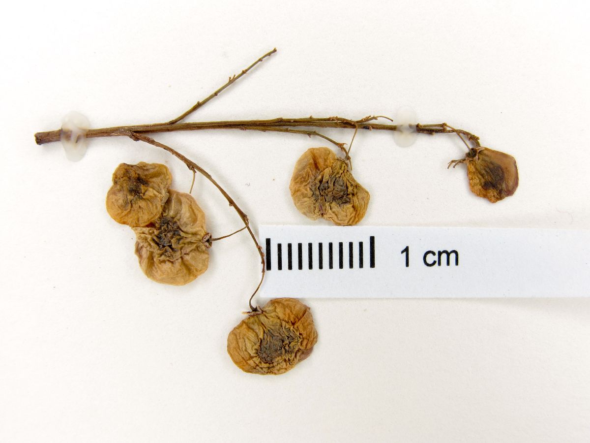 Pseudosmodingium andrieuxii image
