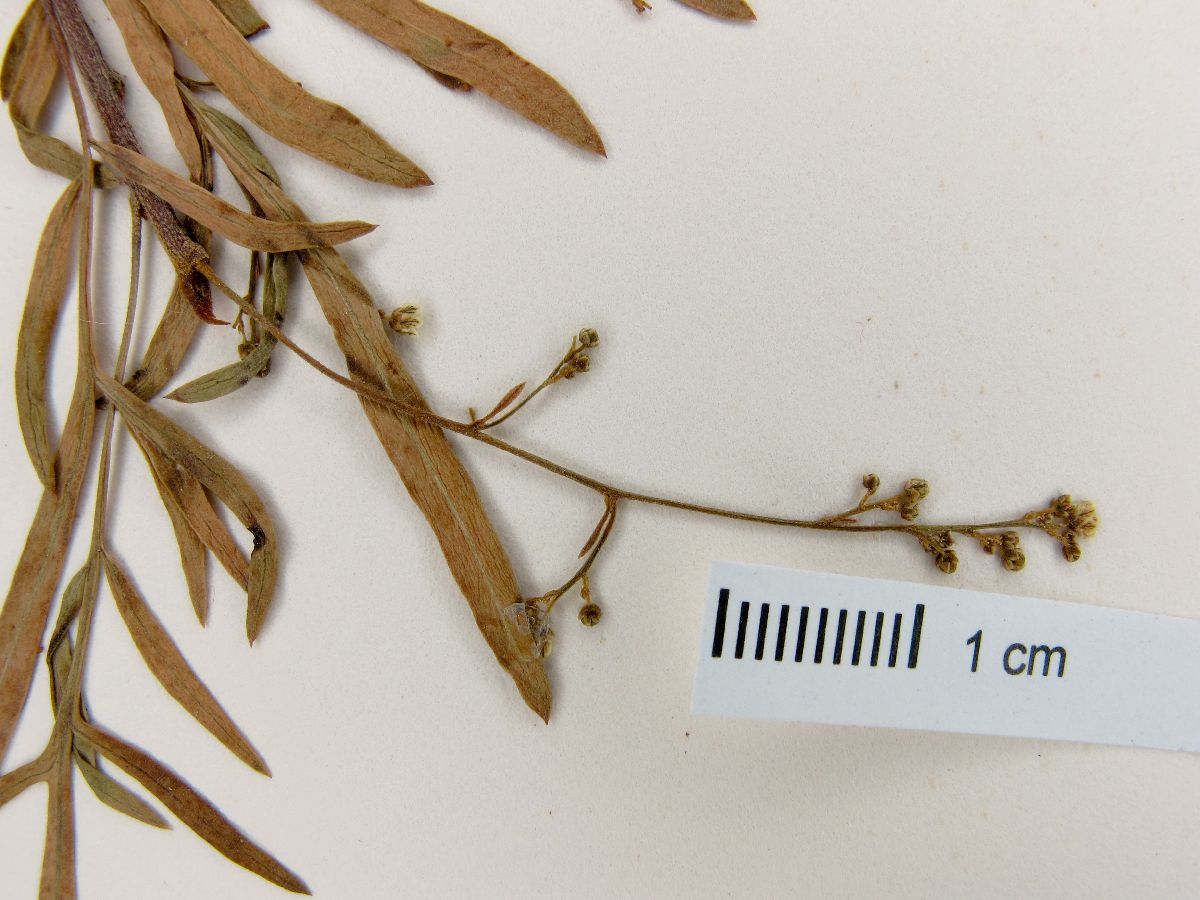 Pseudosmodingium anomalum image