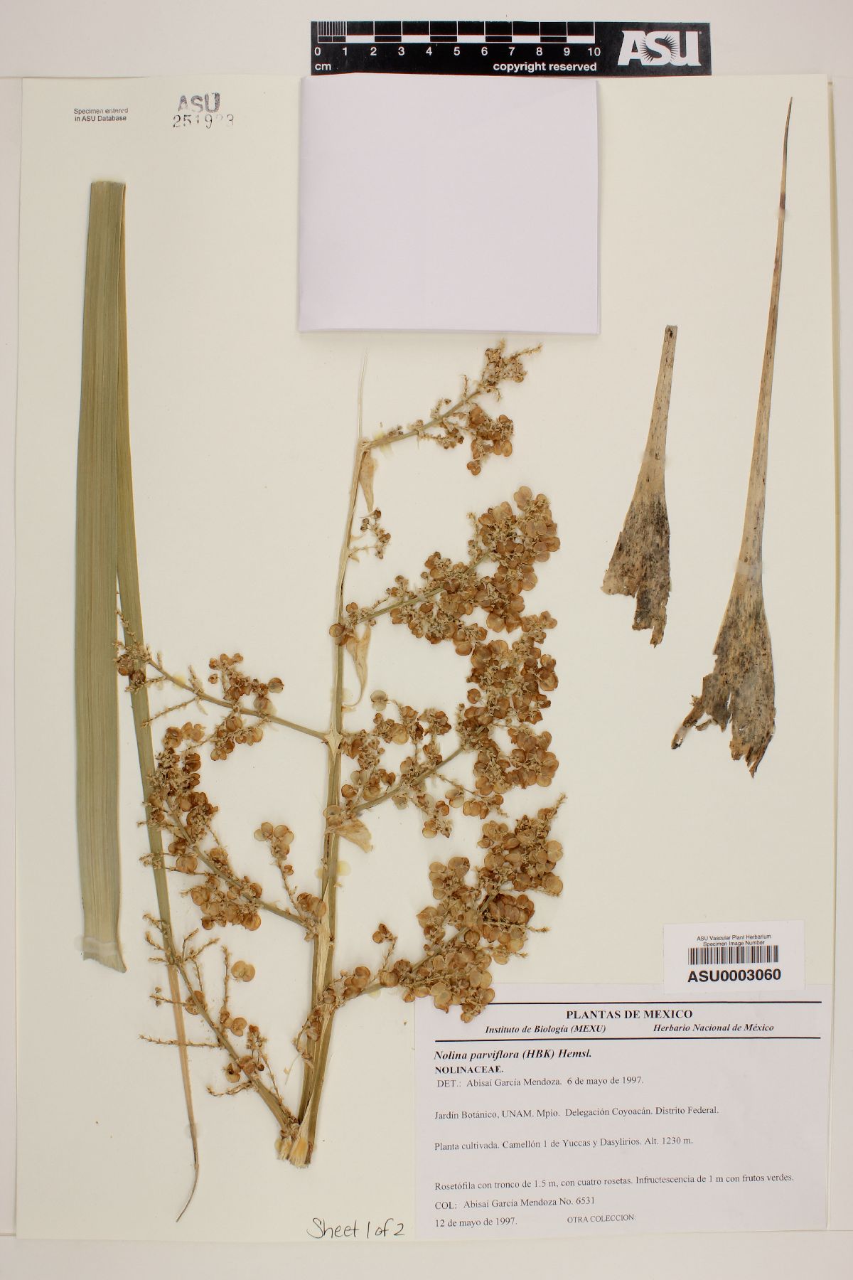 Nolina parviflora image