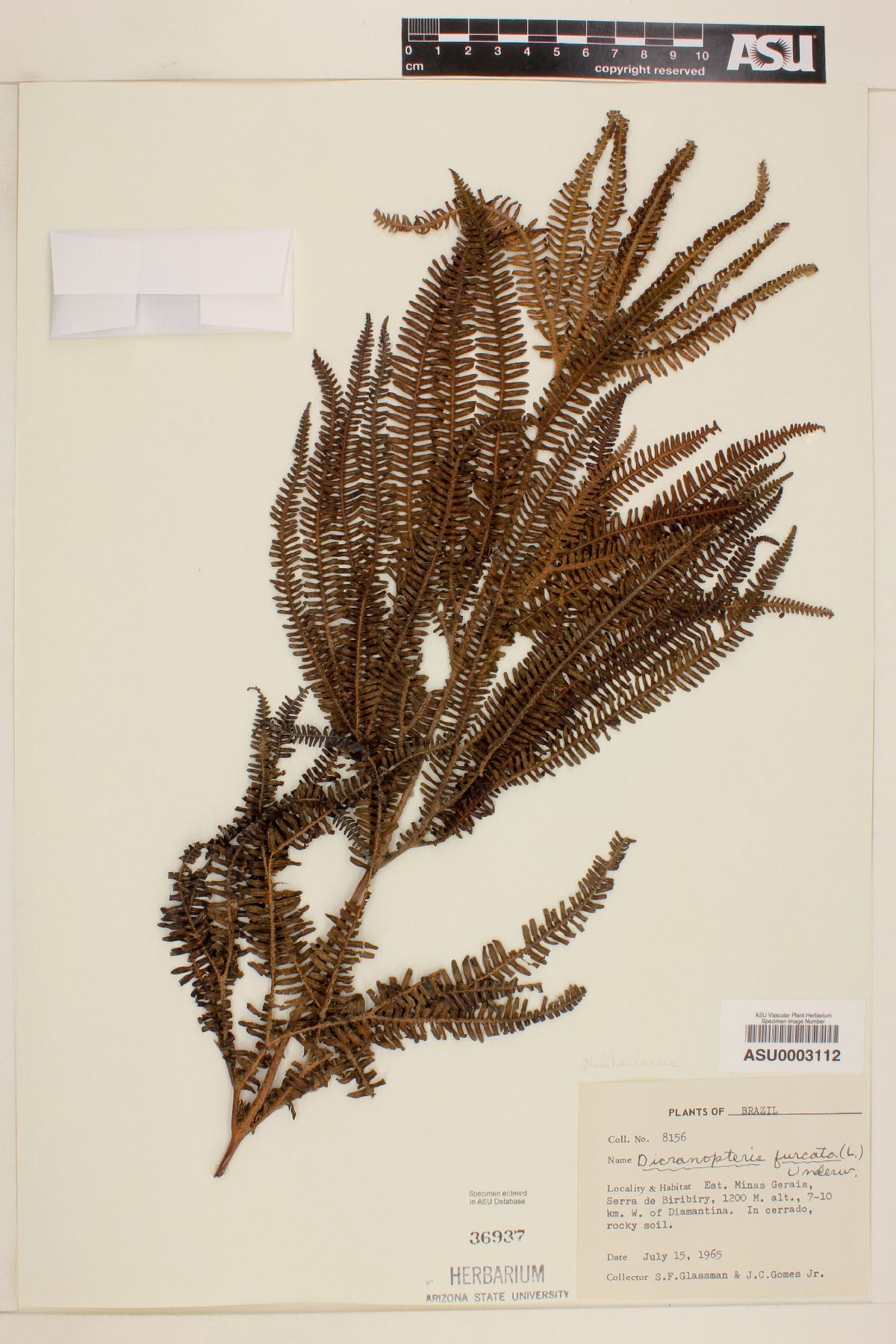 Dicranopteris furcata image