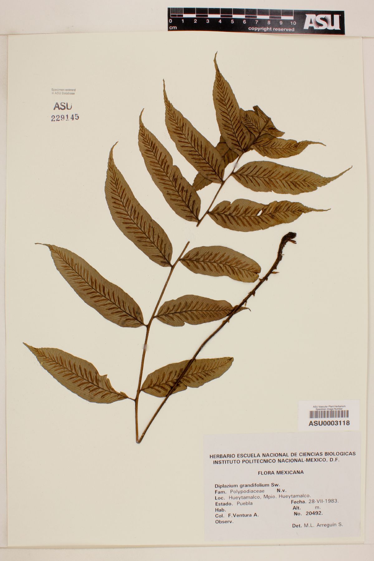 Diplazium grandifolium image