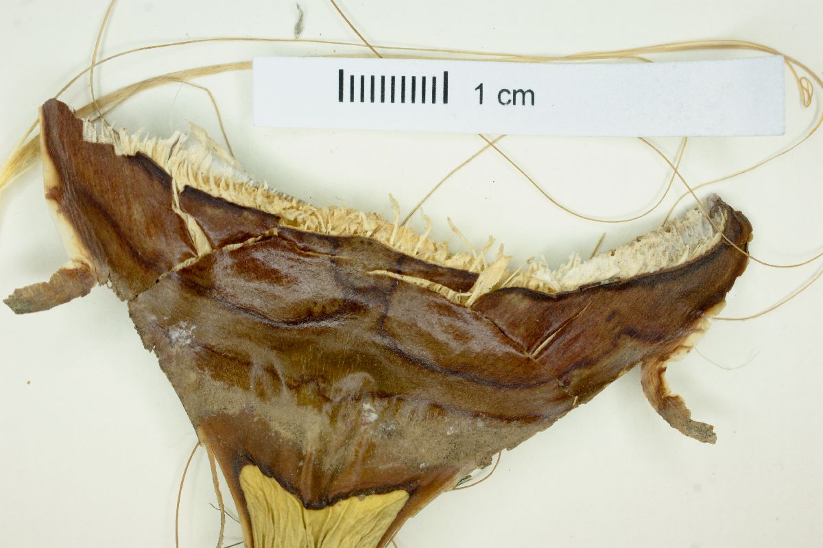Yucca decipiens image