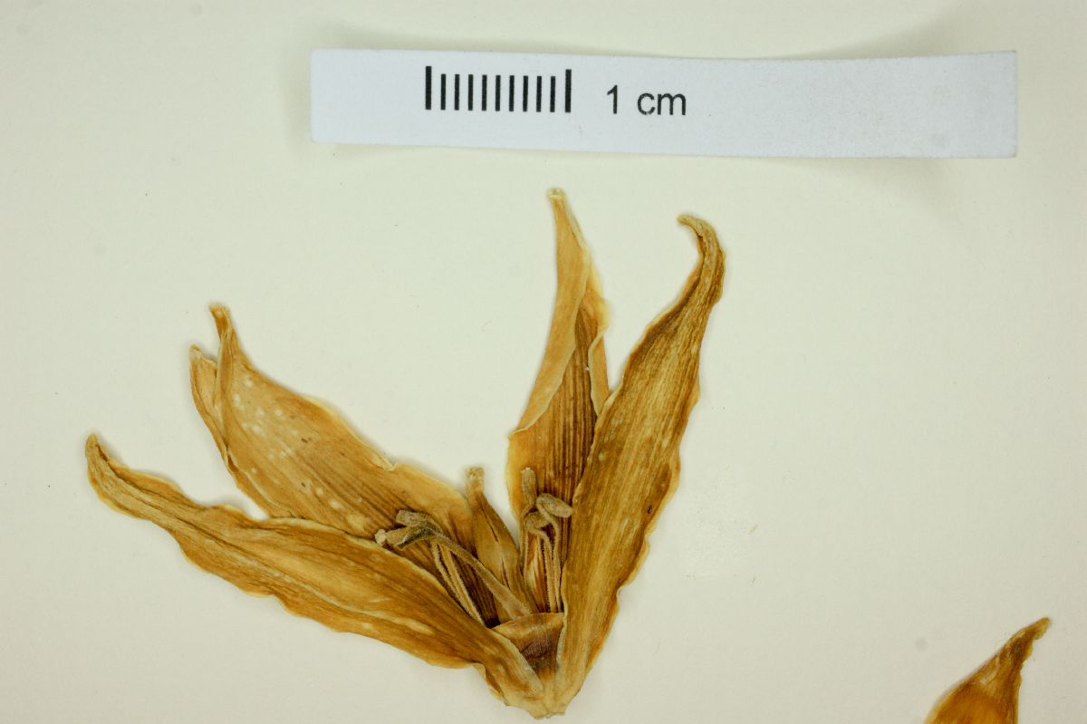 Yucca decipiens image