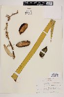 Yucca decipiens image