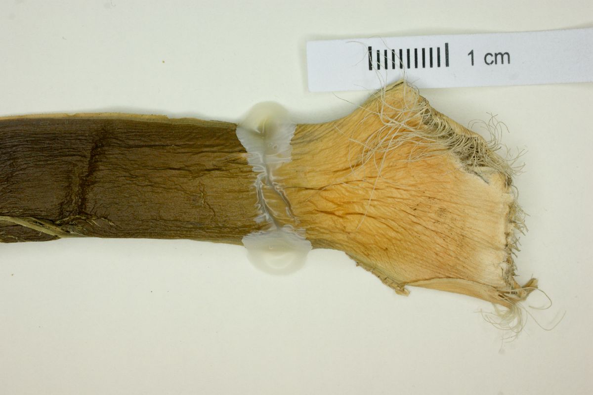 Yucca elephantipes image