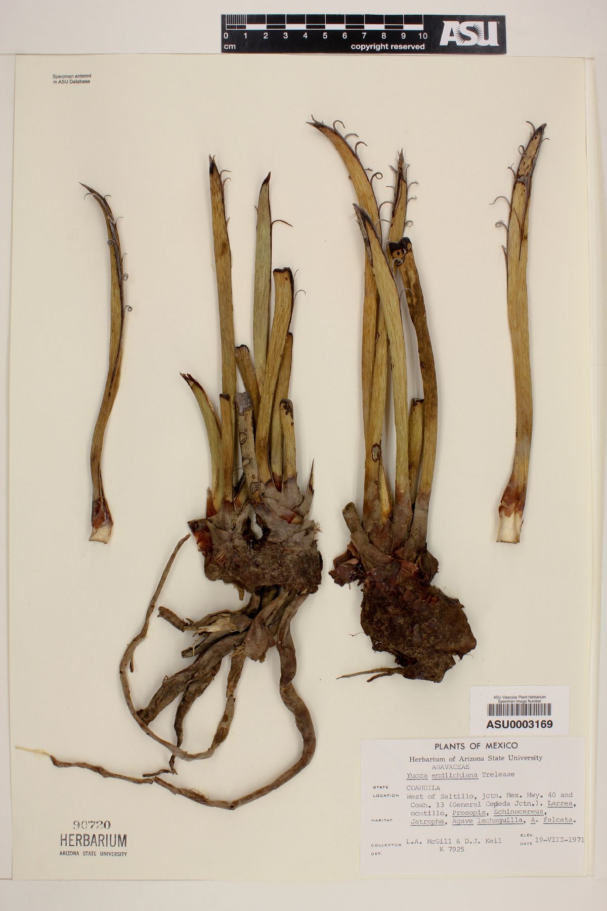 Yucca endlichiana image