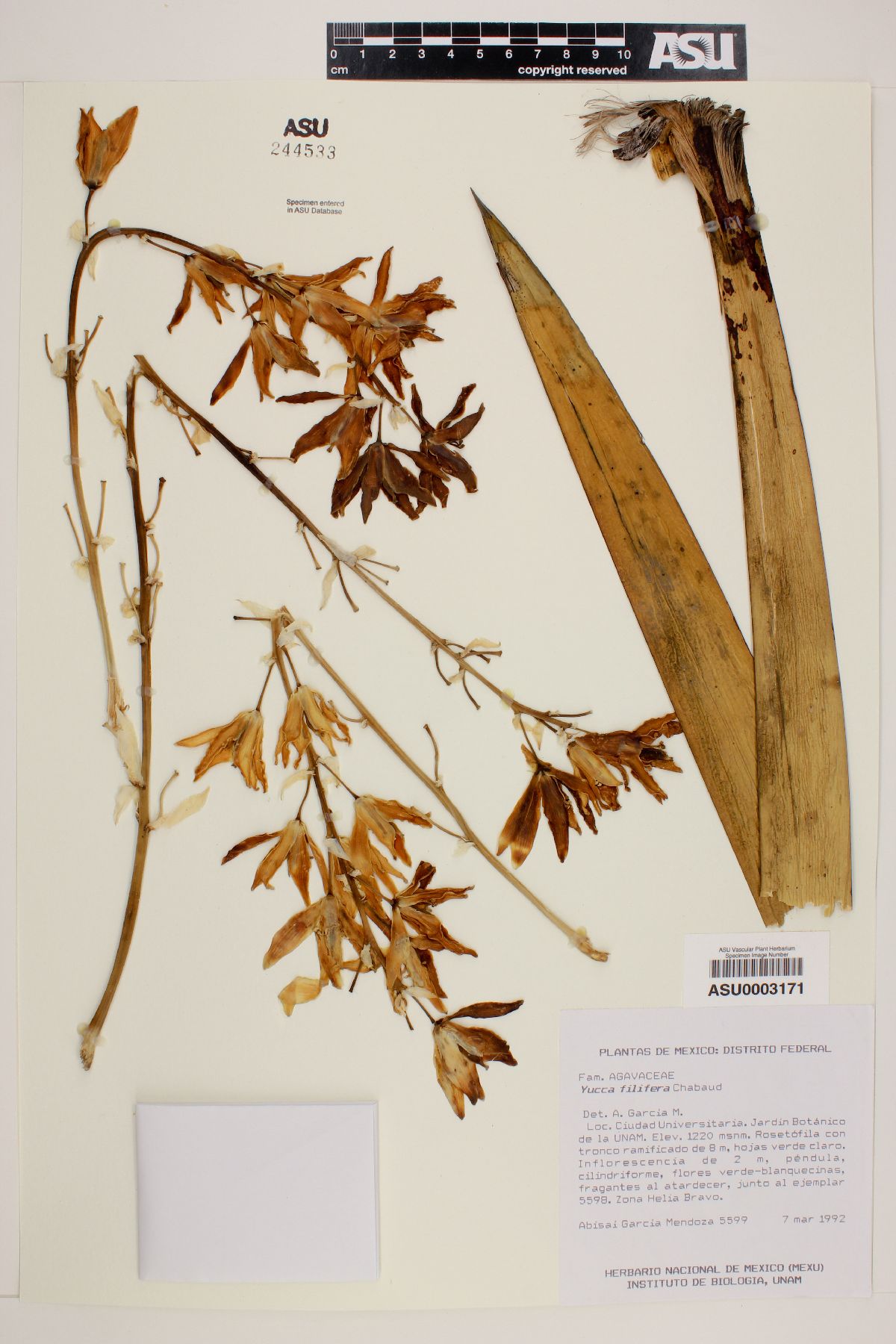 Agave filifera image