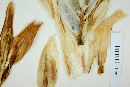 Yucca filifera image