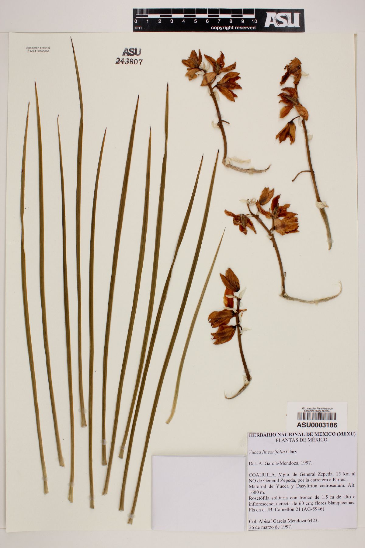 Yucca linearifolia image