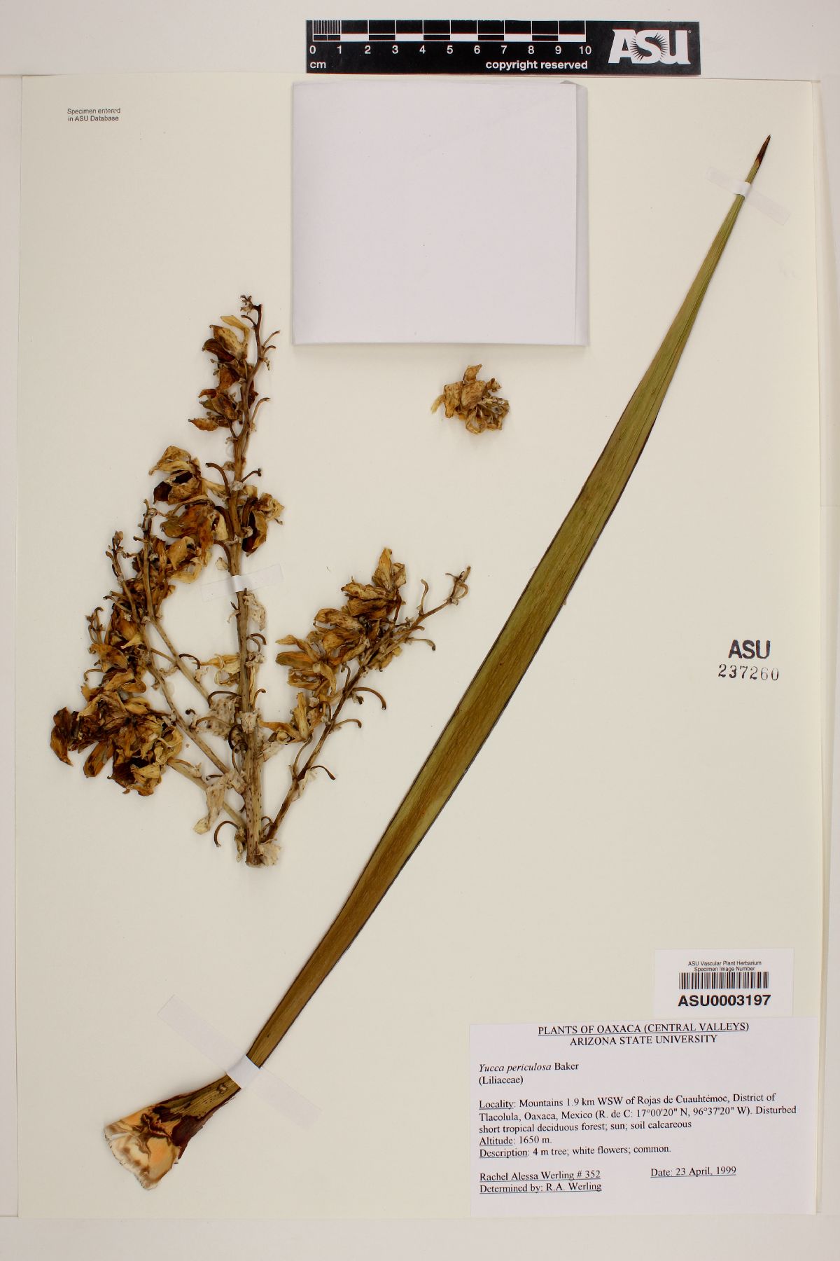 Yucca periculosa image