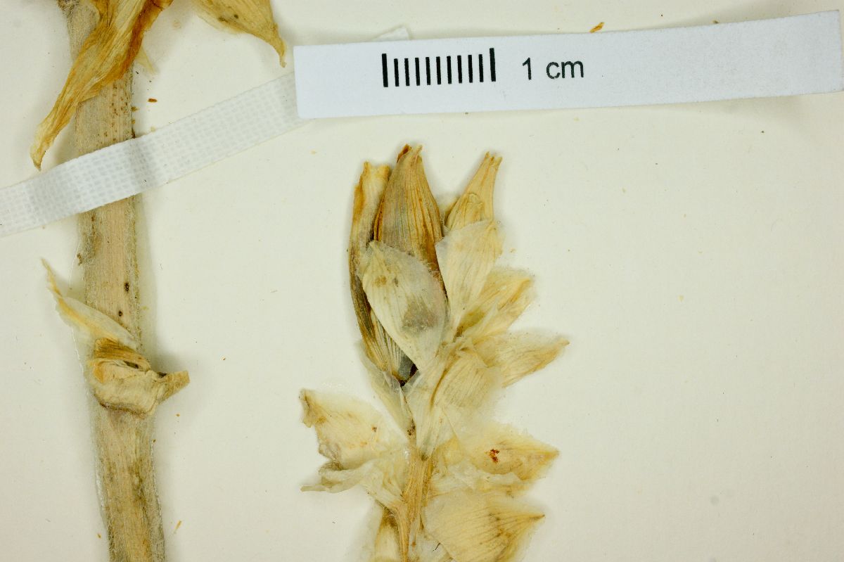 Yucca rostrata image
