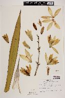 Yucca x schottii image