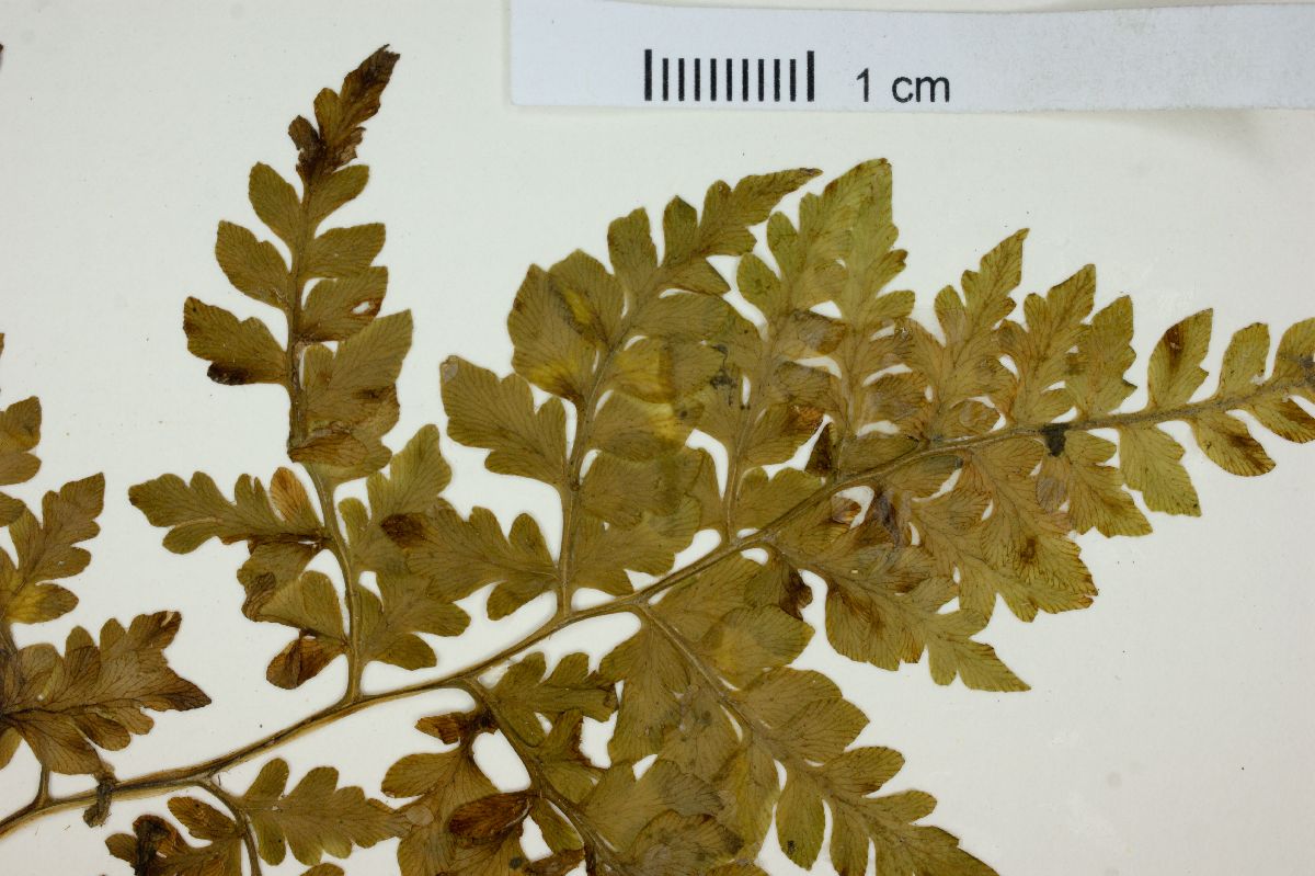 Ynesmexia fournieri image