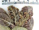 Rhus kearneyi image