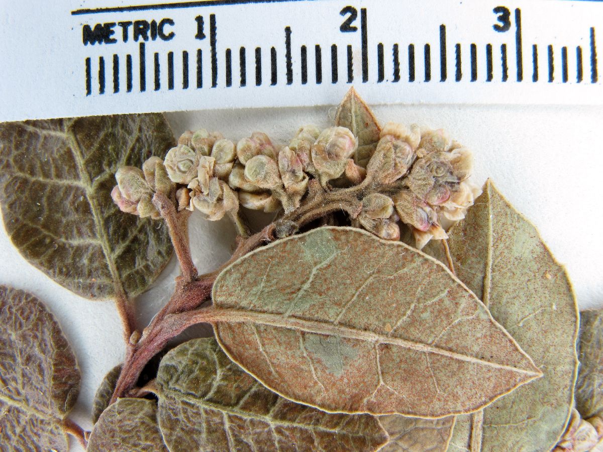 Rhus kearneyi subsp. virginum image