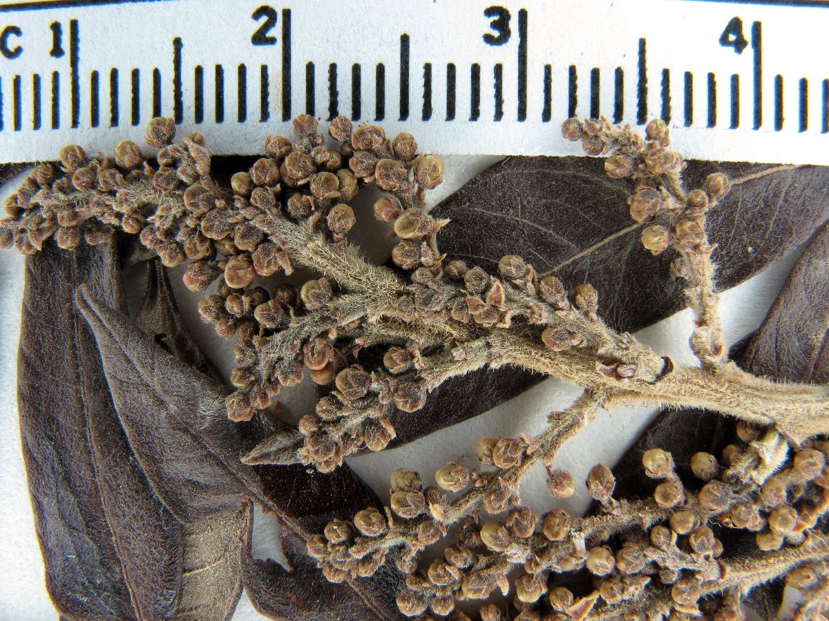 Rhus lanceolata image