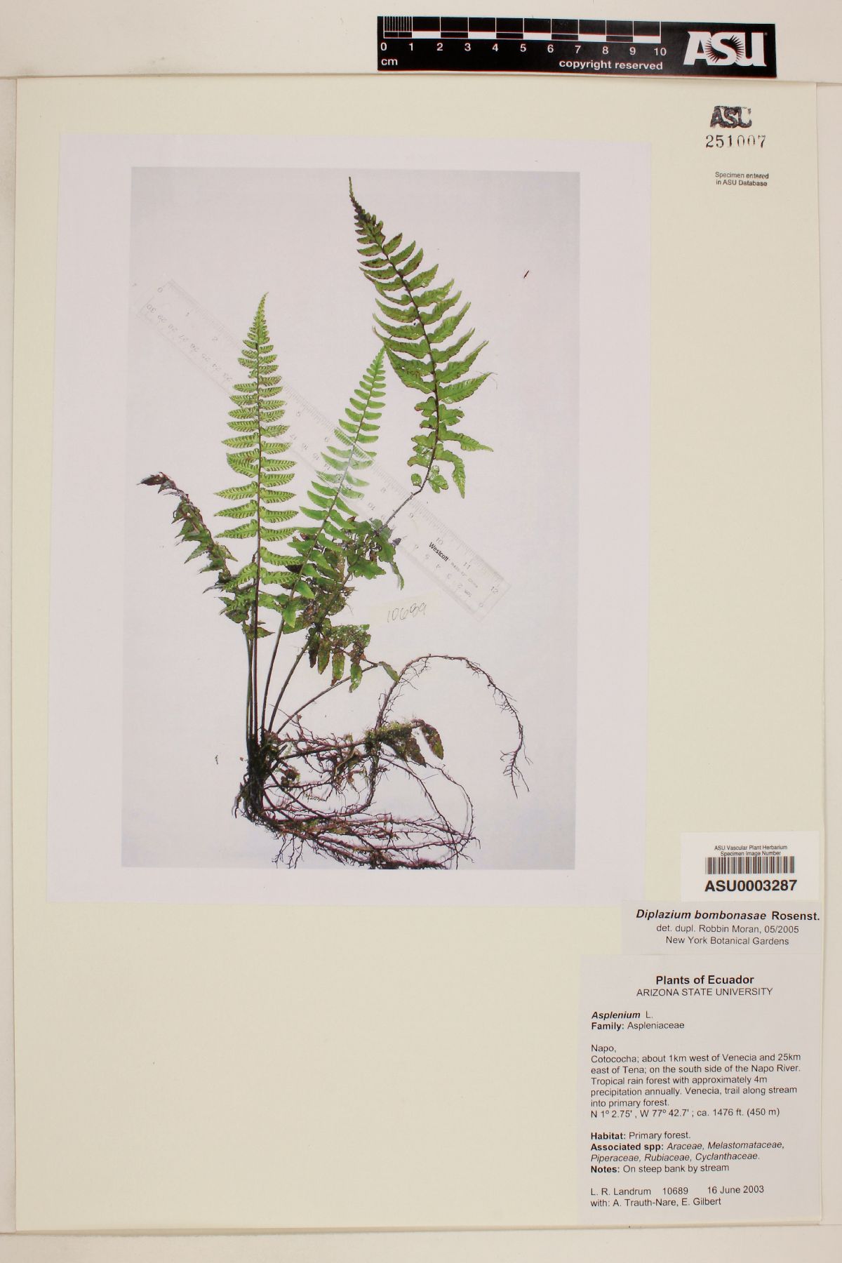 Diplazium bombonasae image