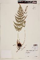 Dryopteris cinnamomea image