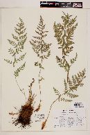 Dryopteris cinnamomea image