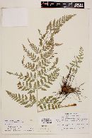 Dryopteris knoblochii image