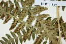 Dryopteris maxoni image