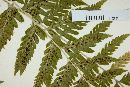 Dryopteris patula image